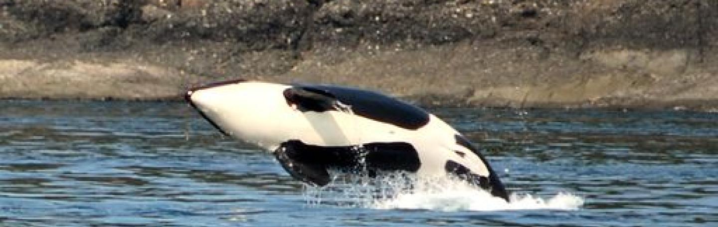 Bigg's Killer Whales Play in the Rosario Strait!