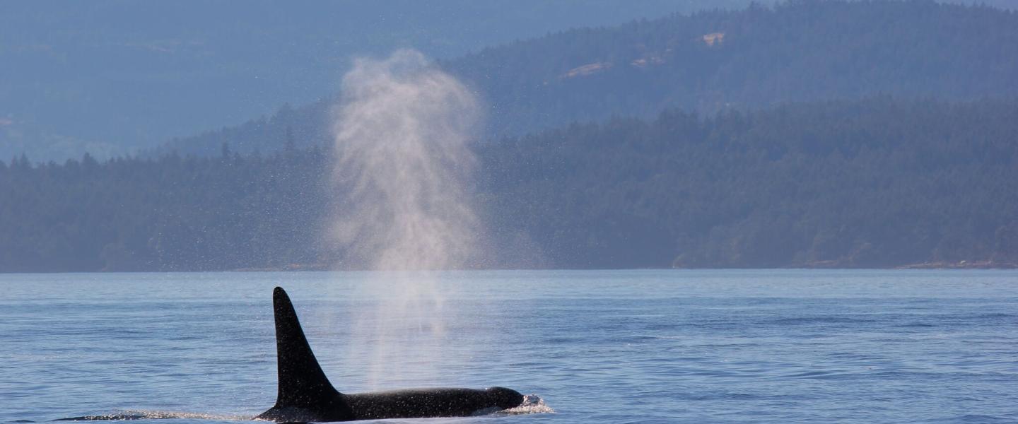 Orca breathing at the surface Male killer whale surfacing in the Salish Sea