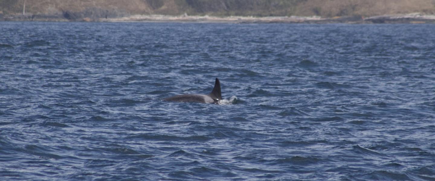 Member of J pod fishing and harassing a Harbor Porpoise Southern Resident Killer Whale