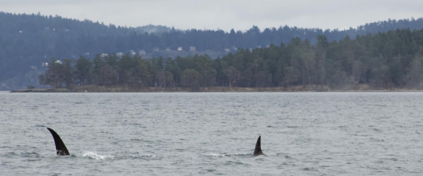 T18's/T19's traveling in Prevost Pass Bigg's Orcas