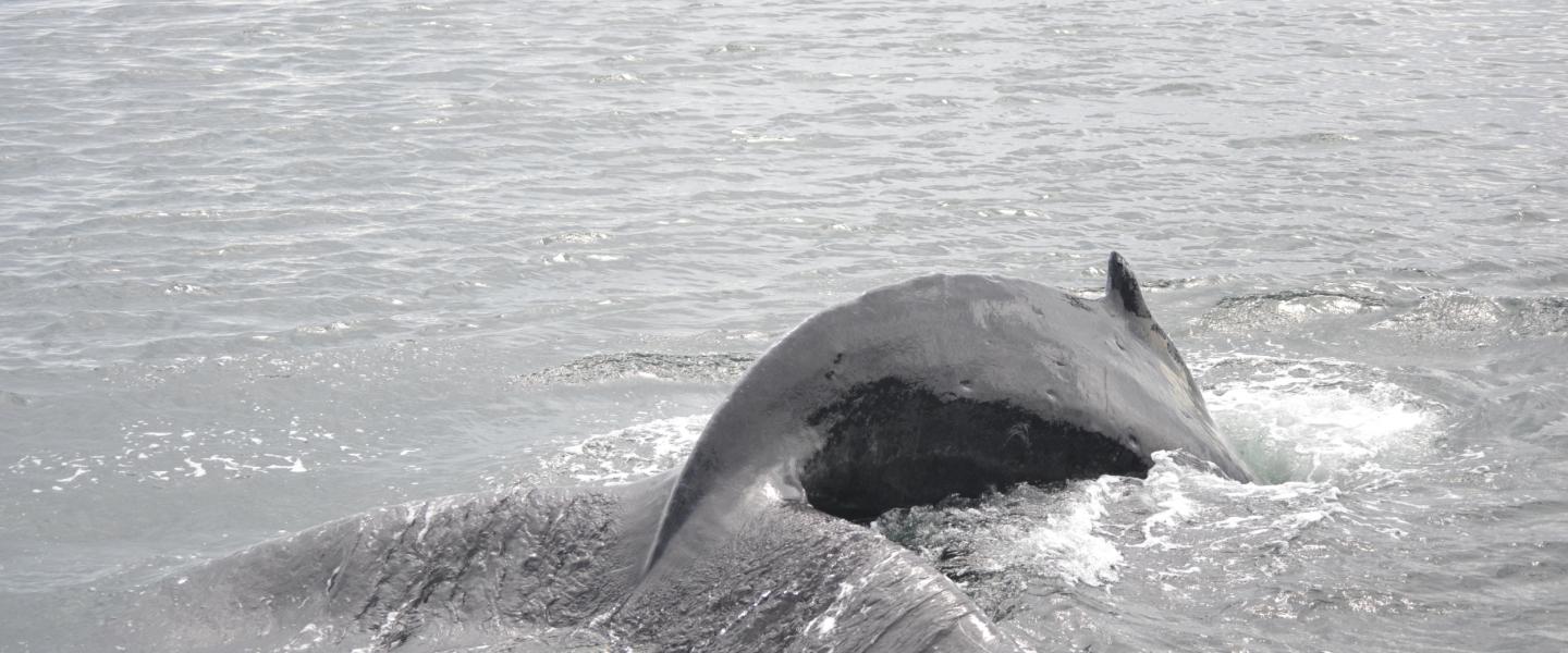 A humpback whale swimming near San Juan Island A humpback whale dives
