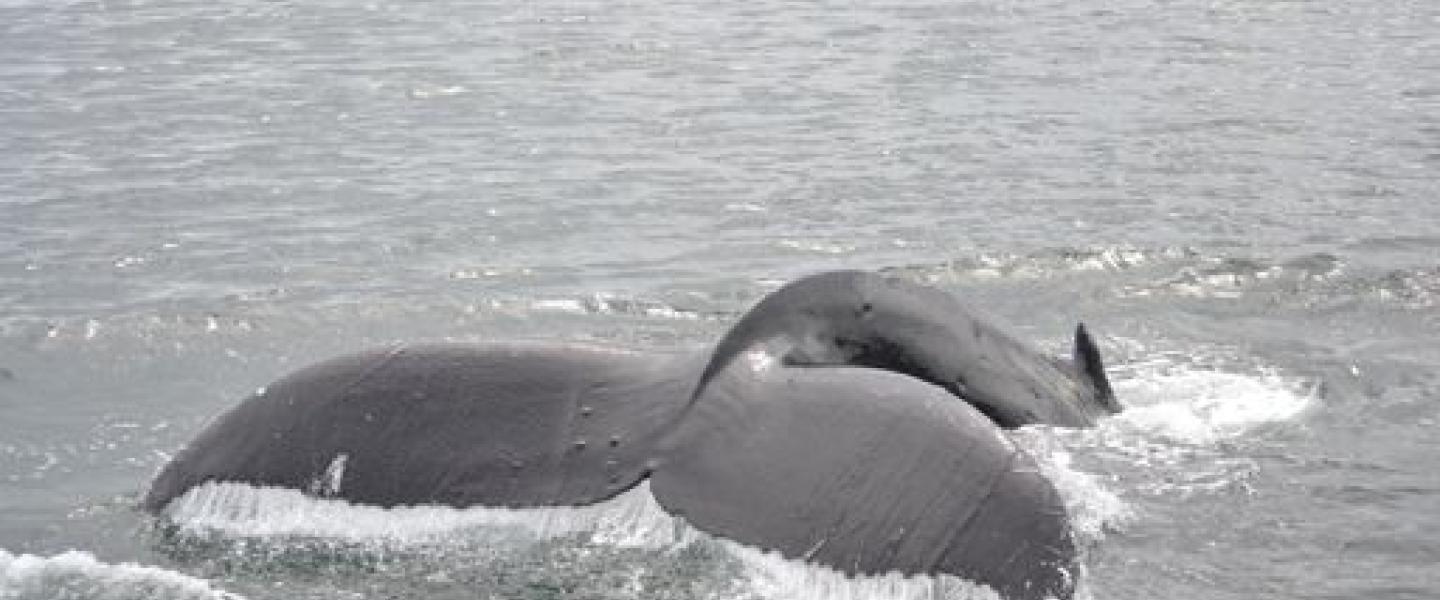 Humpback Whale North of Saturna Island Humpback Whales in the Strait of Georgia