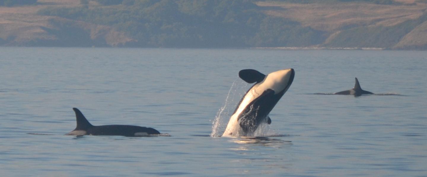 Female Southern Resident Killer Whale Breaching Female Orca Breaches