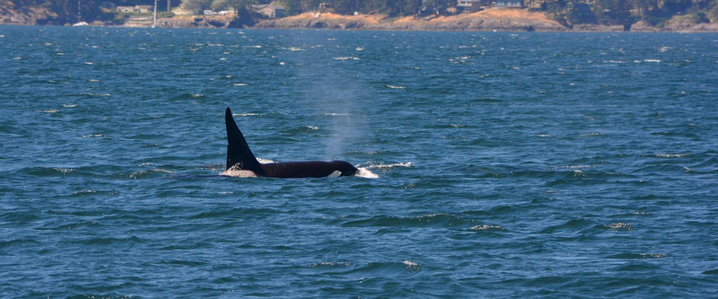 Transient Killer Whales