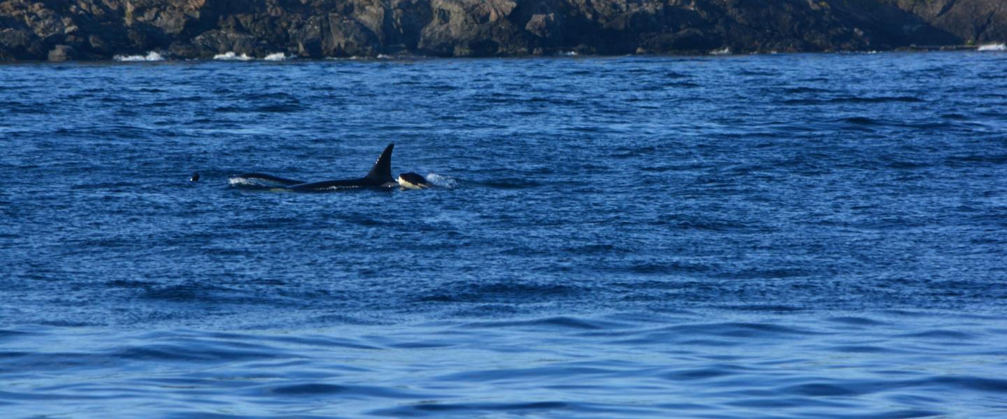 Whales Whales