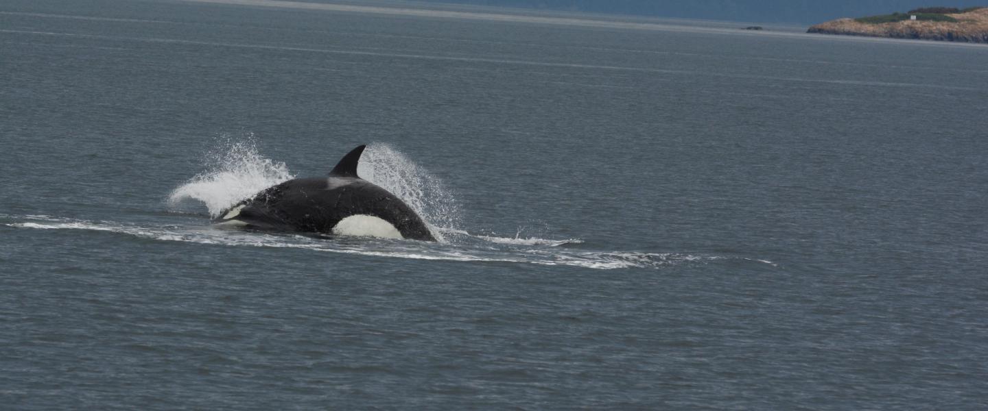 lunging killer whale lunging killer whale
