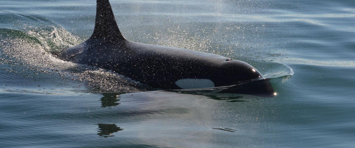 Southern Resident Killer Whales near San Juan Island J Pod Orcas in Haro Strait