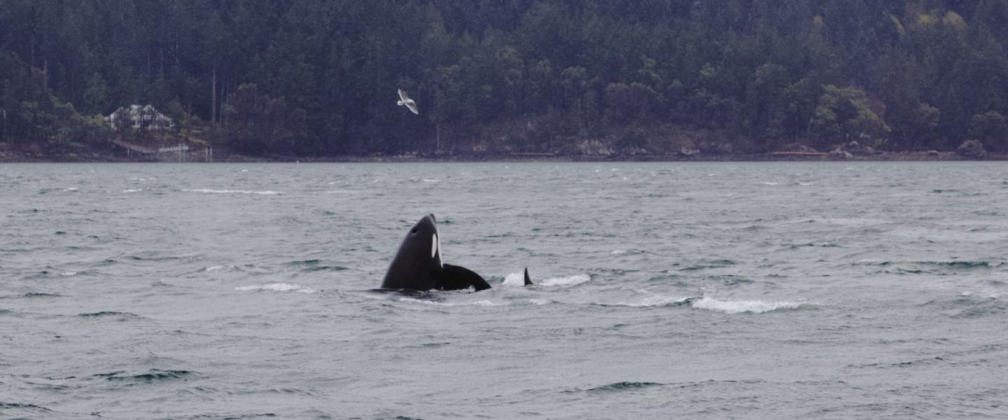T123A spyhops! Bigg's male orca