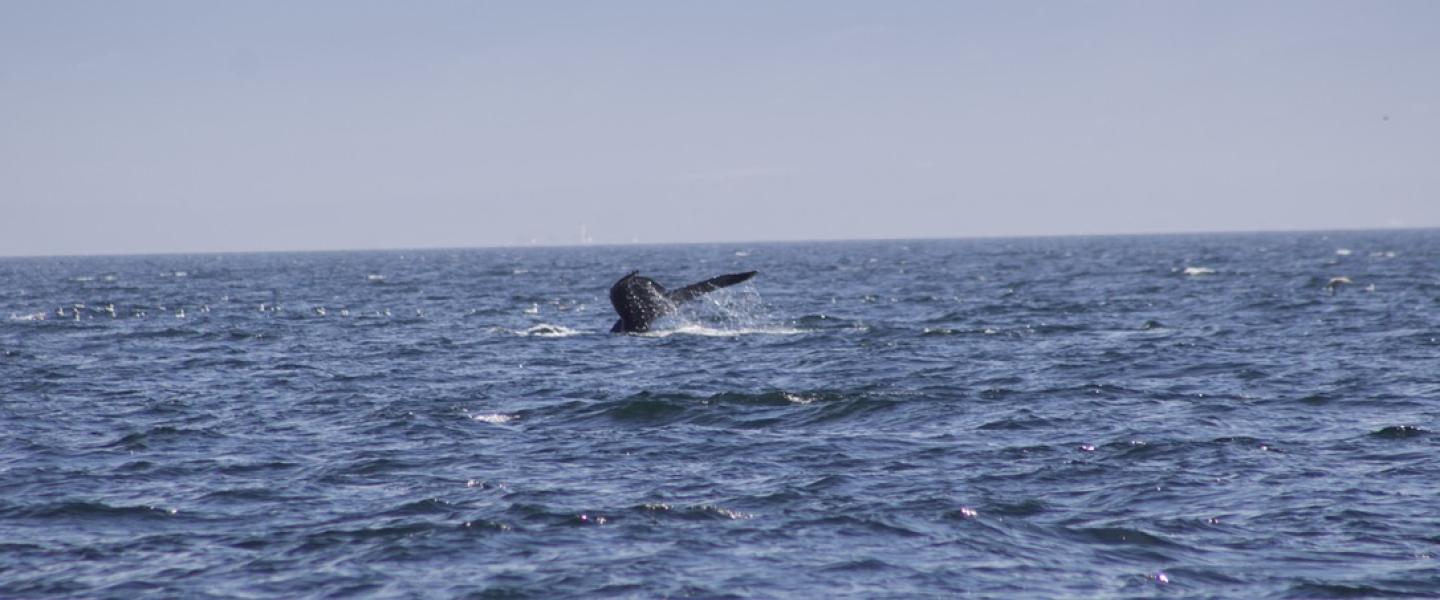 Humpback Whale flukes up in the Strait of Juan de Fuca Humpback Whale