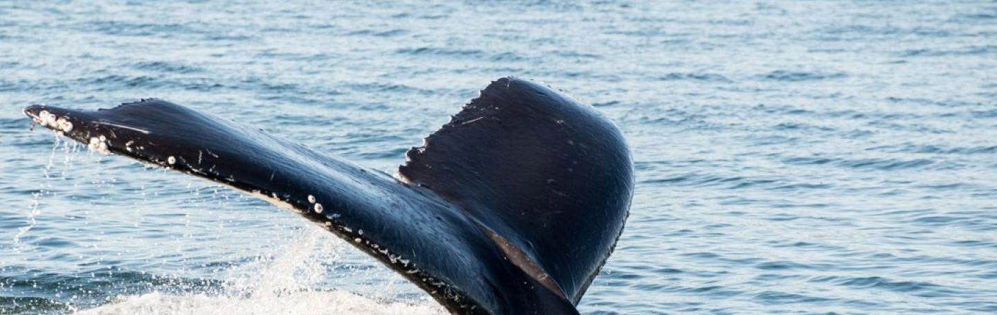 Humpback Whale Fluke