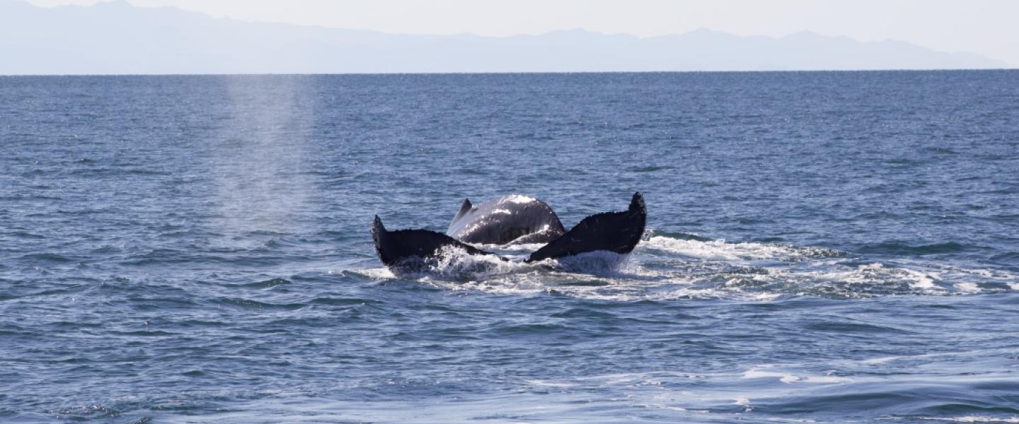 Scratchy and Uluka swim together at Lawson Reef Humpback Whale