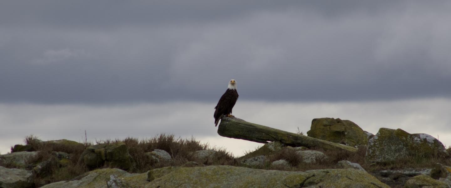 Bald Eagle Bald Eagle