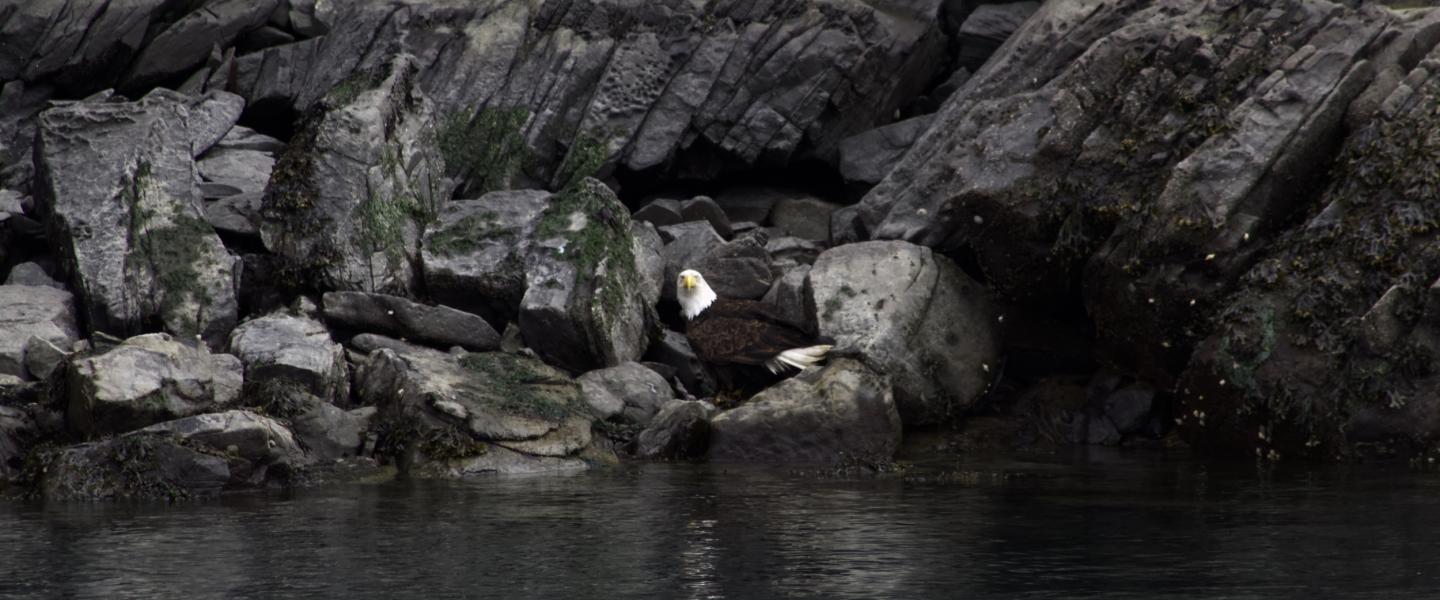 Bald Eagle Bald Eagle