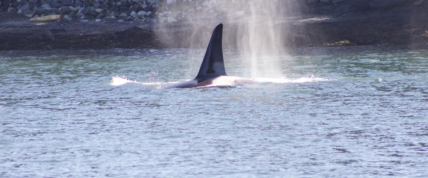 T2C1, Rocky, in San Juan Channel Adult Male Bigg's Orca