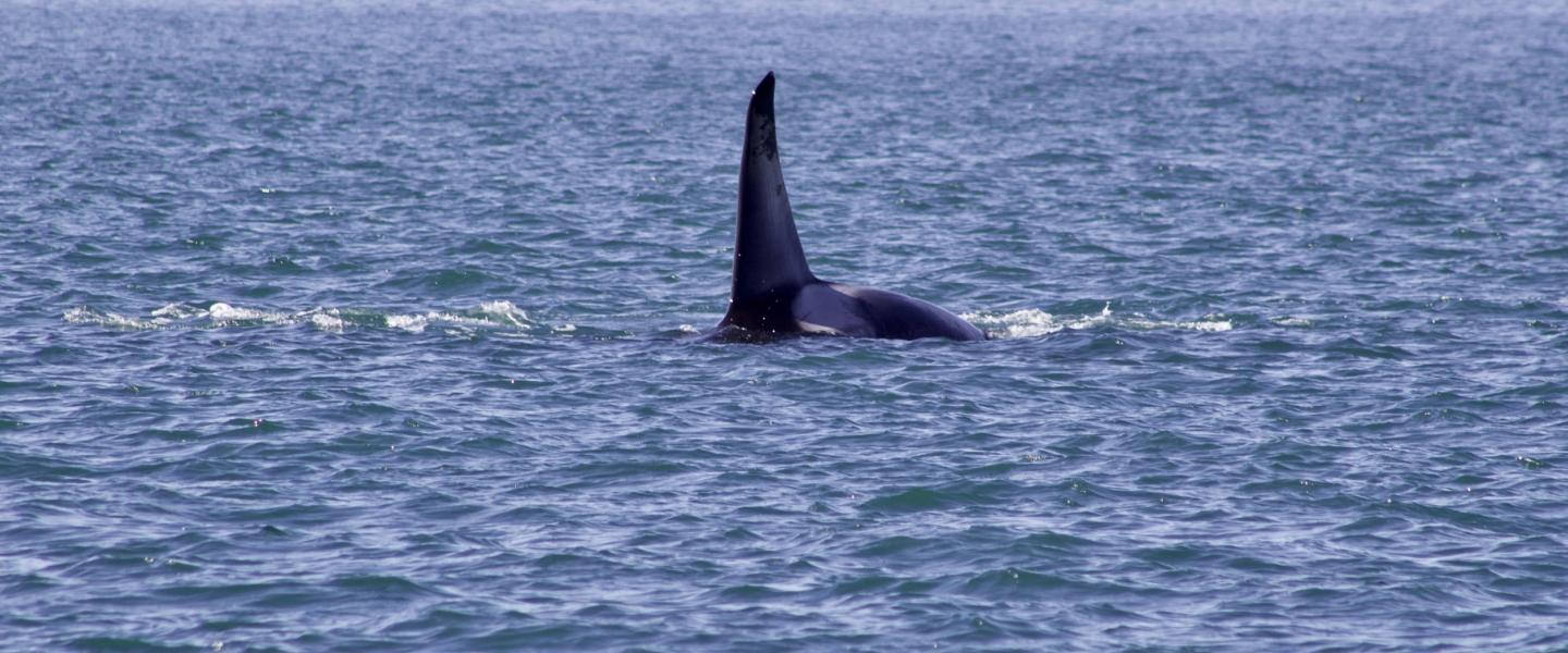 T2C1, Rocky, an adult male Bigg's Orca swims through Rosario Strait Adult Male Bigg's Orca