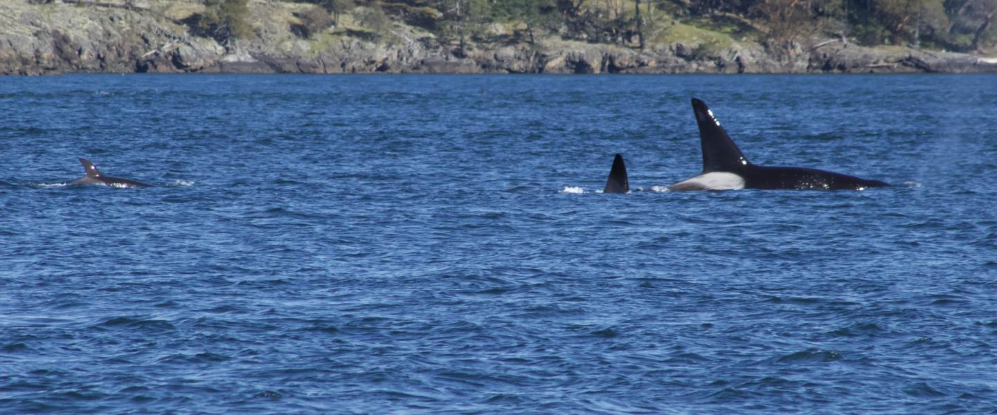 Bigg's Orcas (T2Cs) Bigg's Orcas