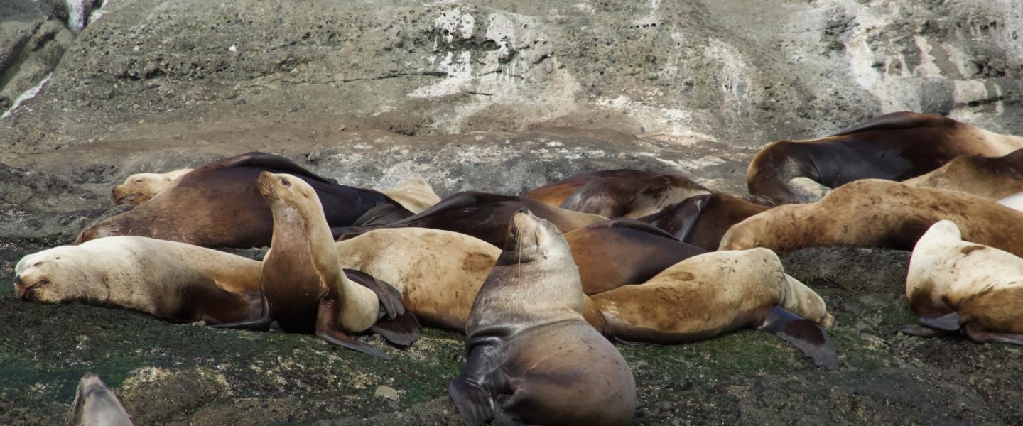 Steller Sea Lions Steller Sea Lions