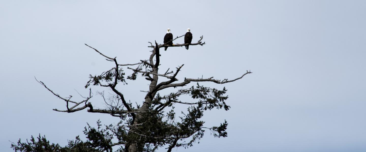 Bald Eagle pair Bald Eagle pair