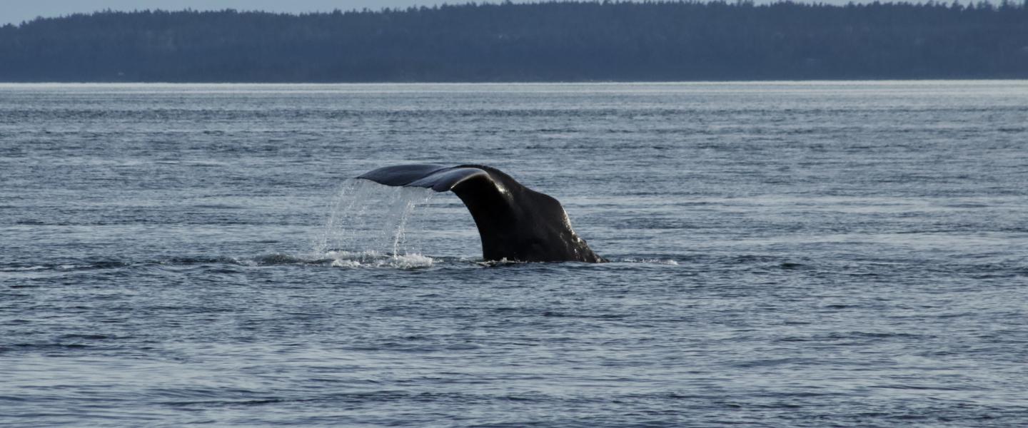 Yukusam the Sperm Whale Sperm Whale in Boundary Pass