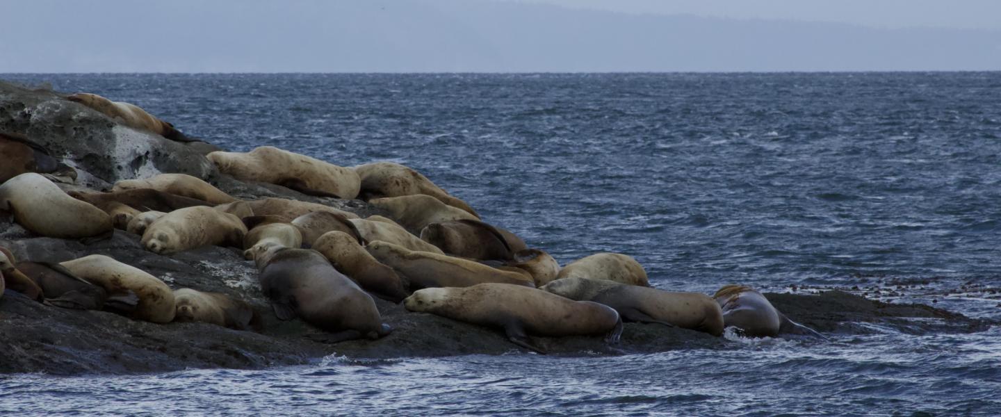 Steller Sea Lions on Green Point Steller Sea Lions