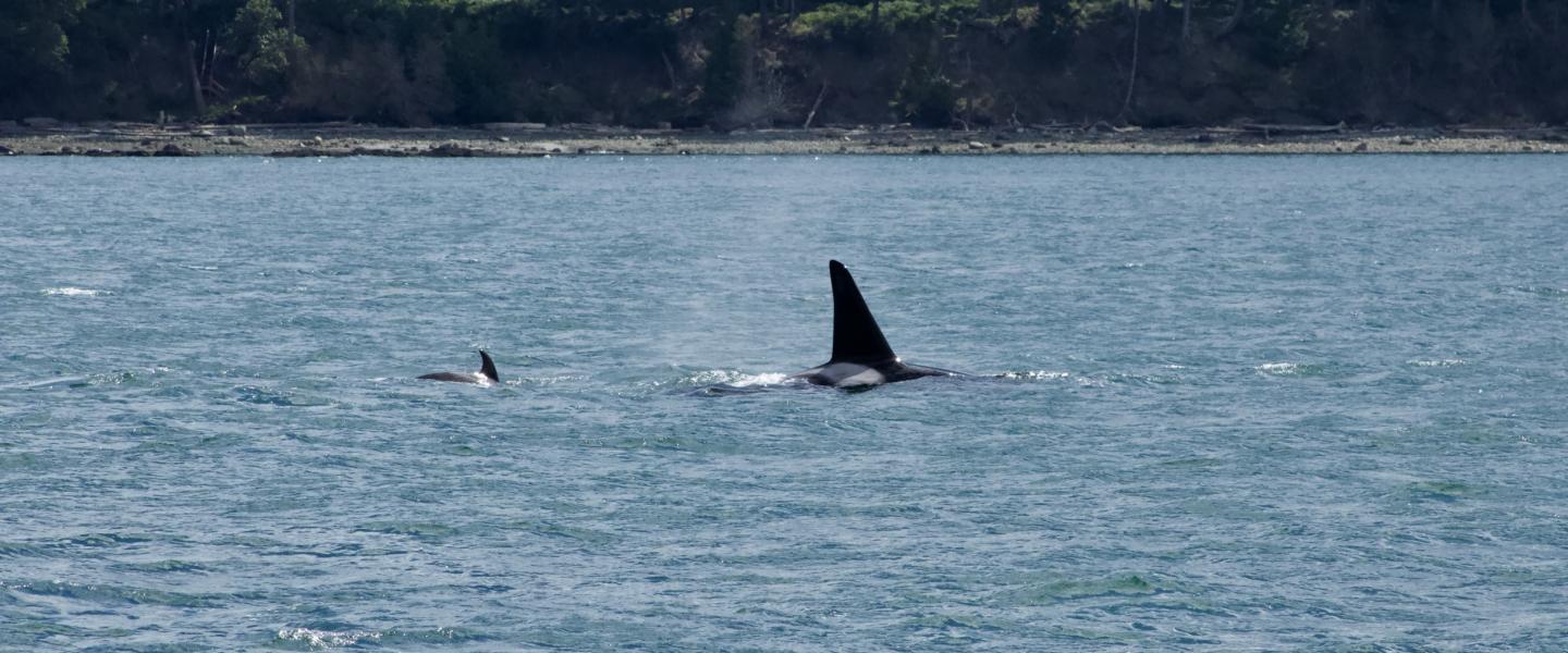 Transient Orca T2C1 Bigg's Orcas