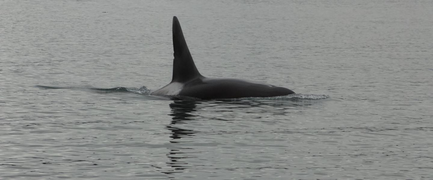 Bigg's Orca T49C Bigg's Orcas