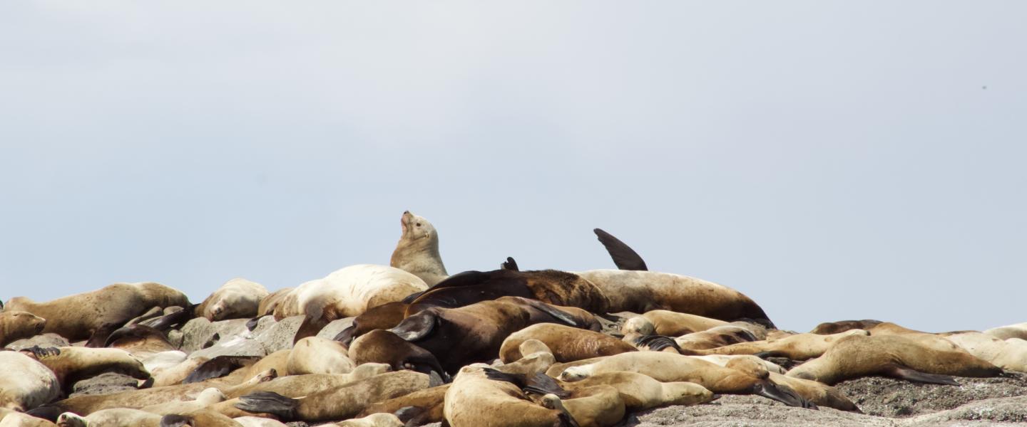 Steller Sea Lions at East Point Steller Sea Lions