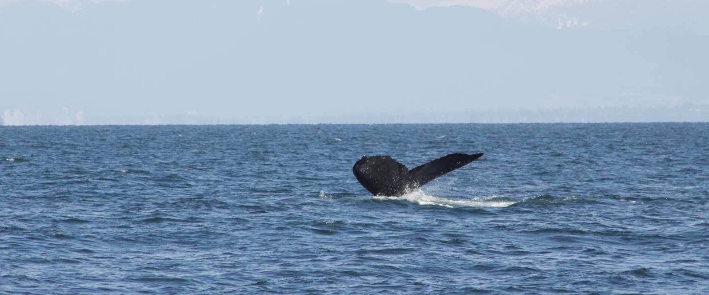 Humpback Whale in Strait of Georgia Humpback Whale