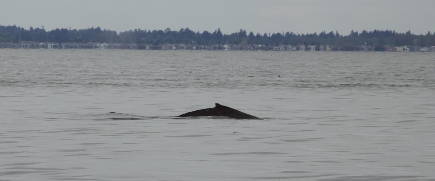 Humpback Whale Mother and Calf Humpback Whale