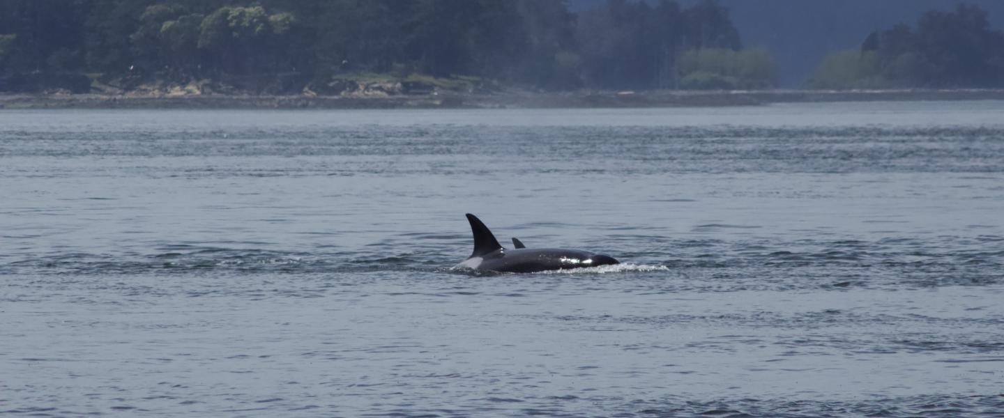 Bigg's Orcas T36A's Bigg's Orcas