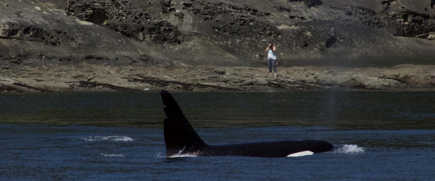 T63, Chainsaw, the adult male Bigg's Orca Chainsaw the Bigg's Orca
