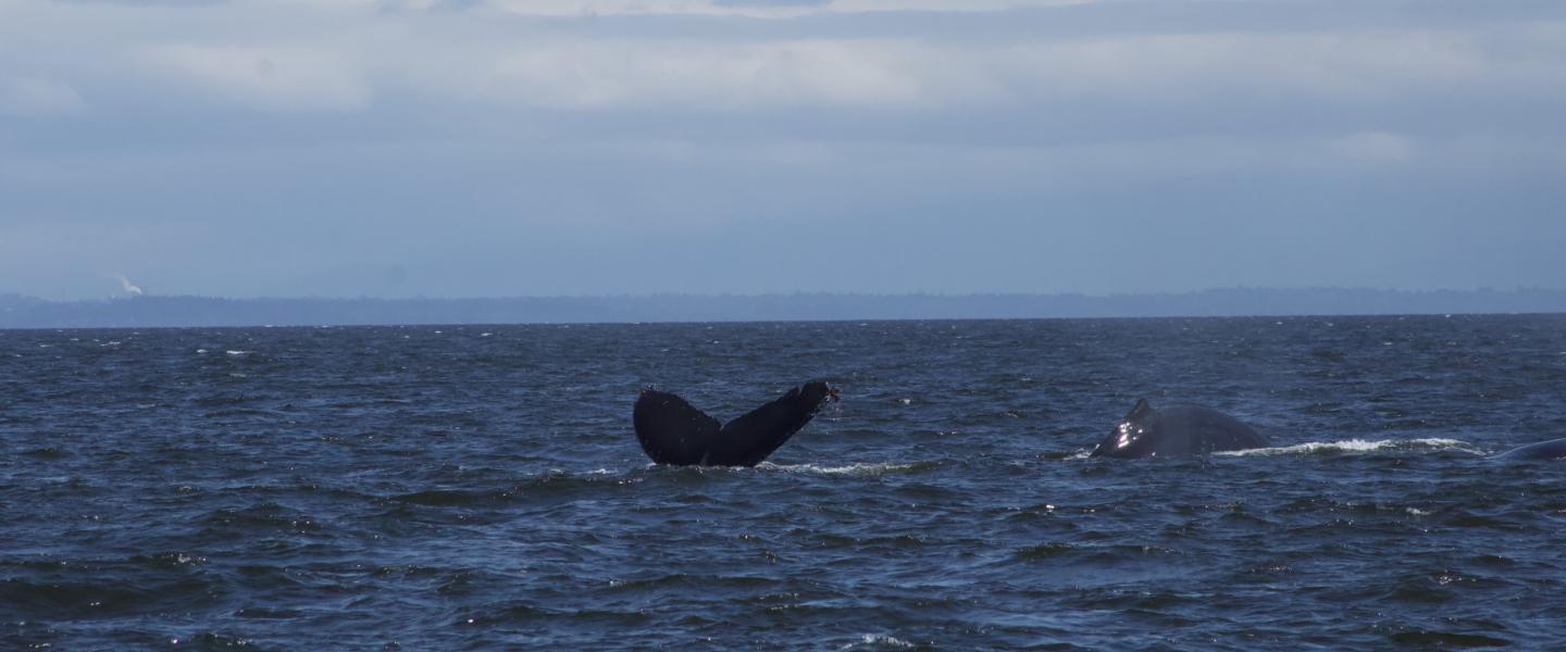 Humpback Whale Fluke-ing up in Strait of Georgia Humpback Whale