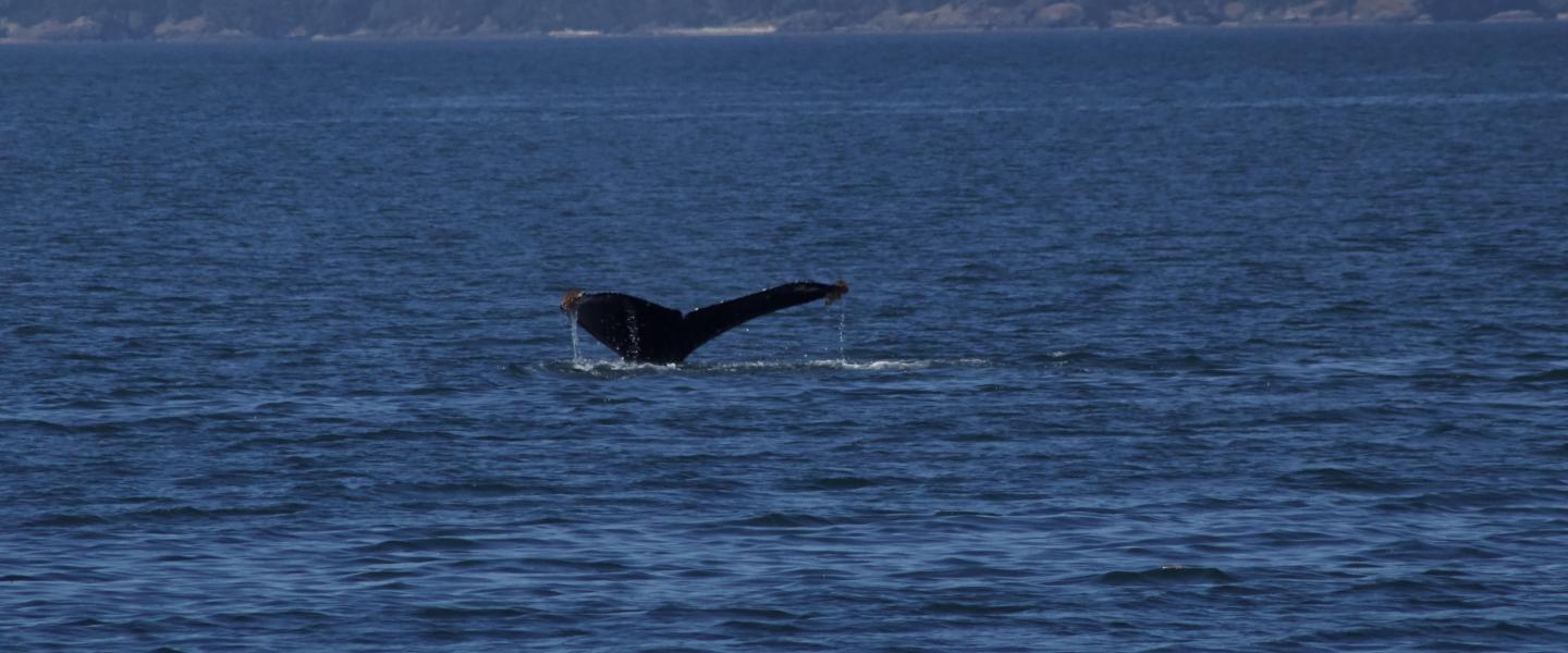 Humpback Whale Fluke Humpback Whale