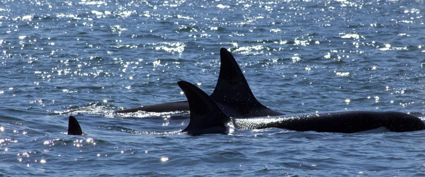 Bigg's Orcas Families traveling together Bigg's Orcas