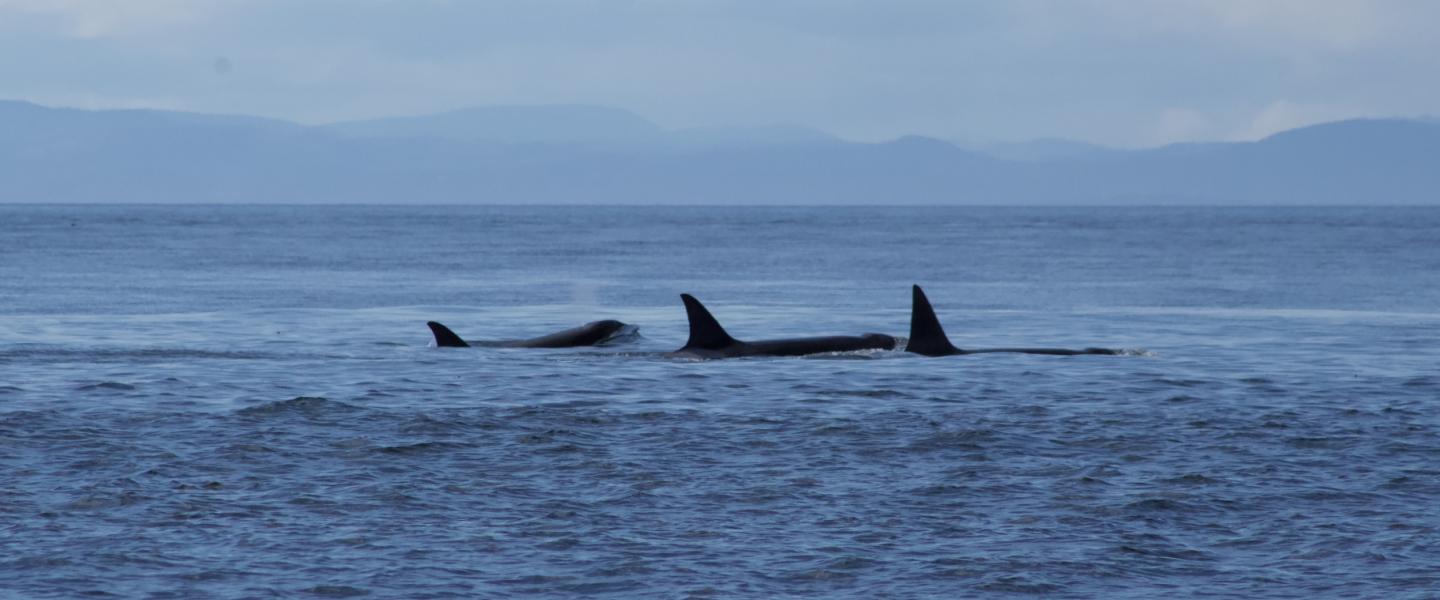 bigg's orcas Bigg's Orcas