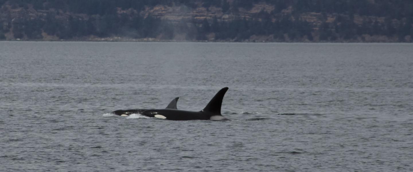 T100 Bigg's Orcas Bigg's Orcas