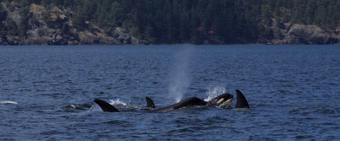 bigg's orcas Bigg's Orcas