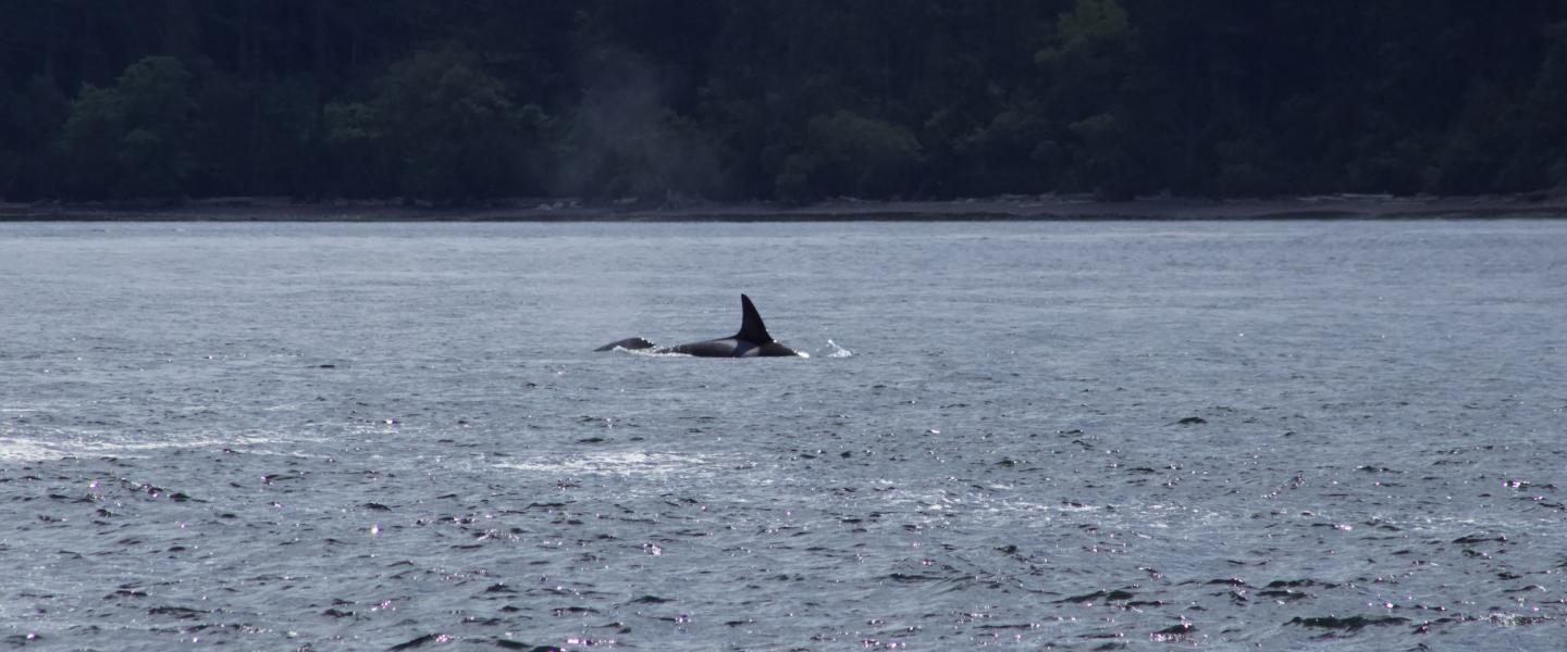 Bigg's Orcas Families traveling together Bigg's Orcas