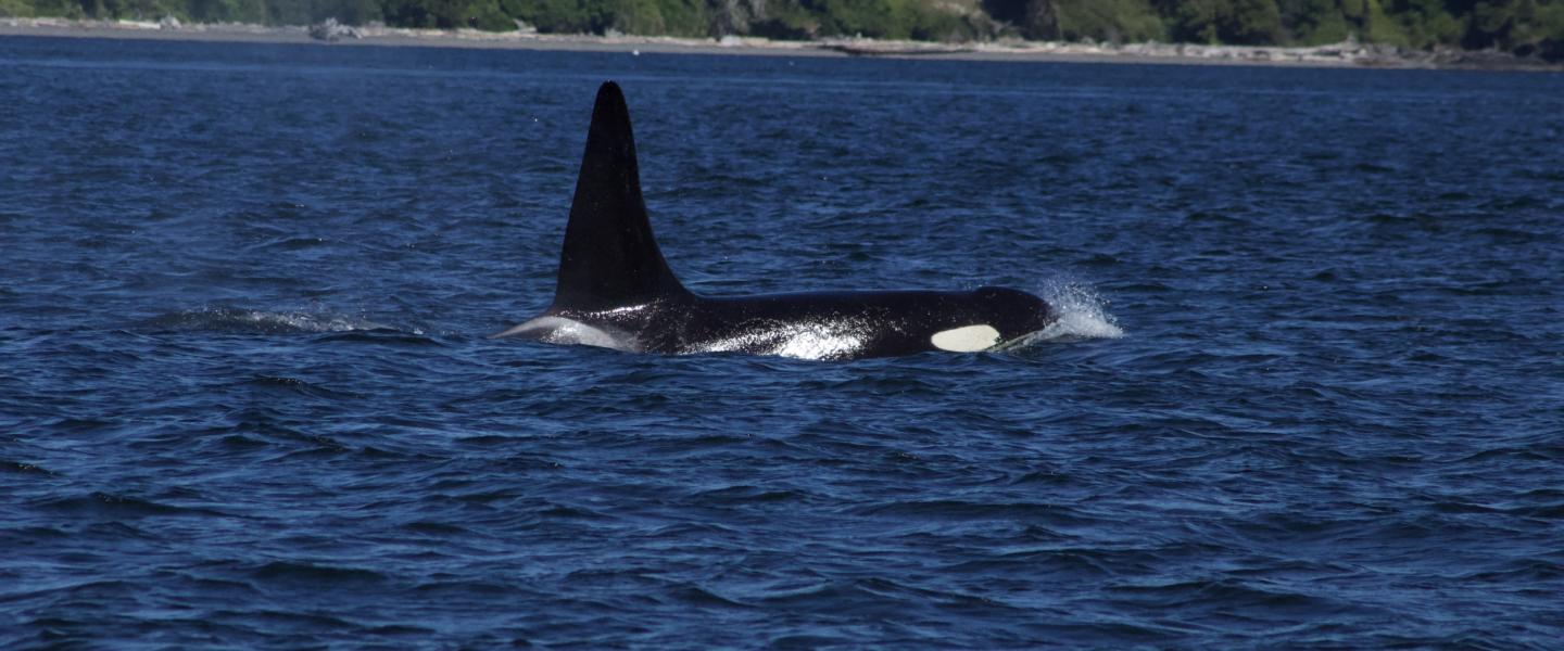 Southern Resident L Pod Orca Southern Resident L Pod Orca