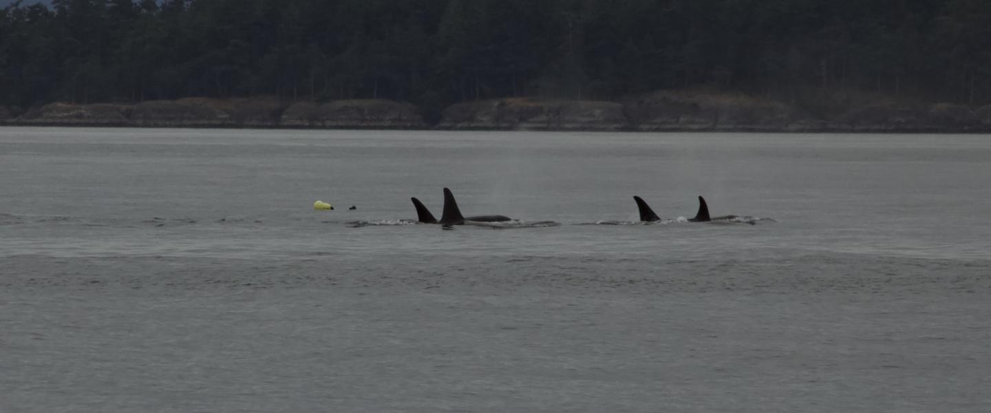 Southern Resident L Pod Orcas Southern Resident L Pod Orcas