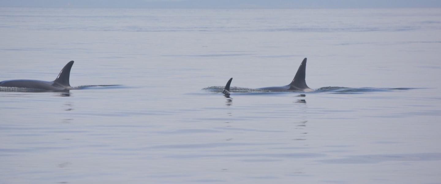 Transient pod Transient Orcas South of San Juan Island