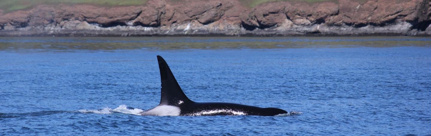 Bigg's Killer Whales by Spieden Island