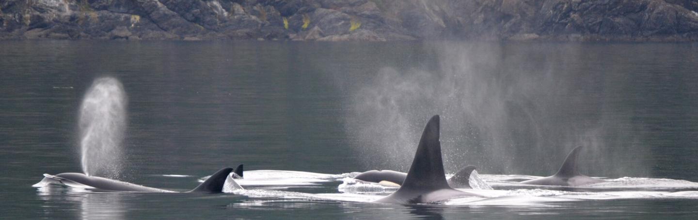 Bigg's Killer Whales near San Juan Island