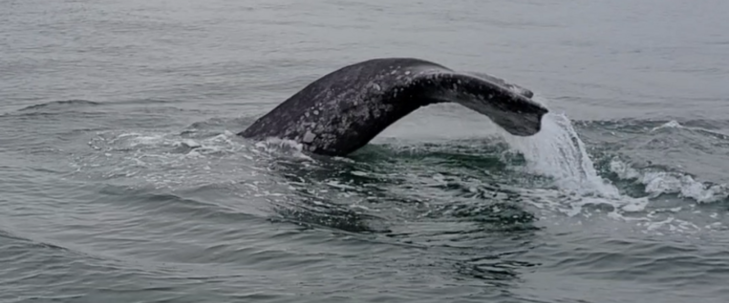 Gray Whale Flukes in the Haro Strait Gray Whale near D'Arcy Island