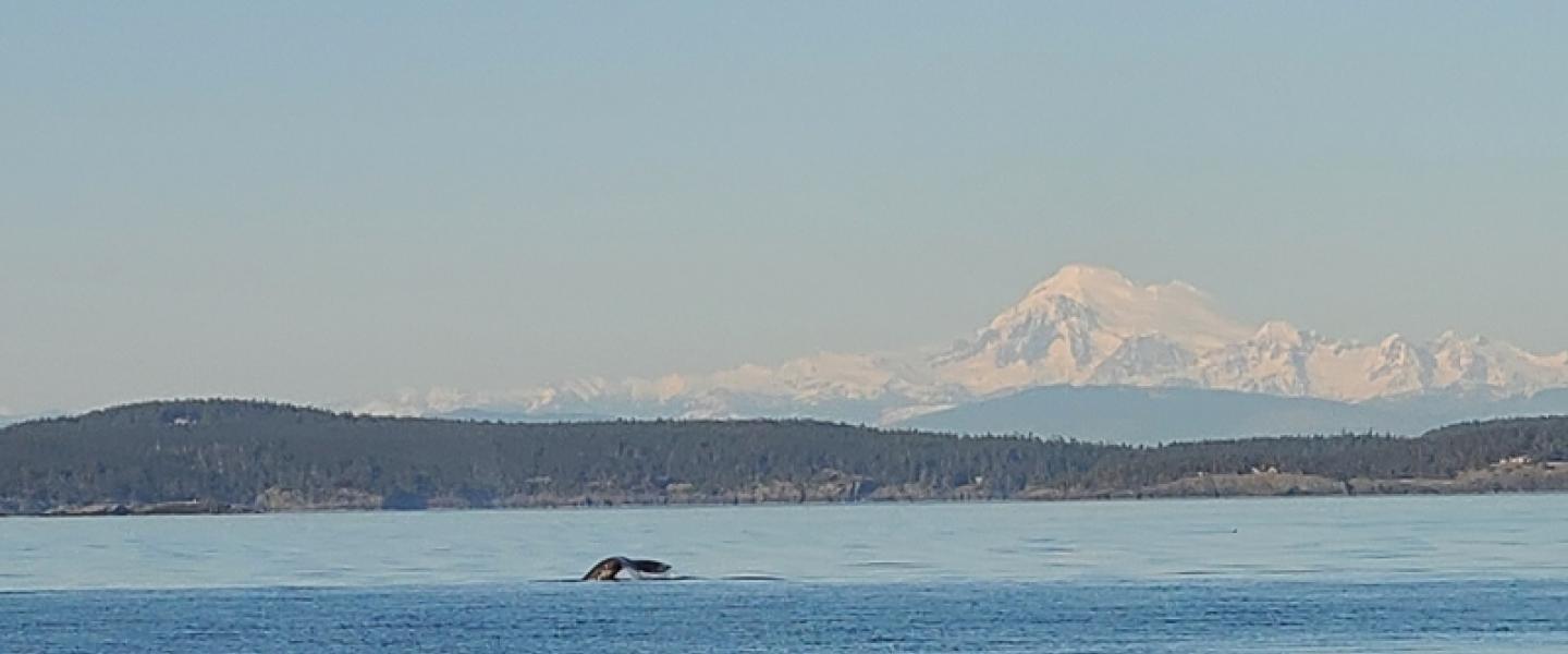 Gray Whale Flukes in Front of Mount Baker Gray Whale in Salish Sea