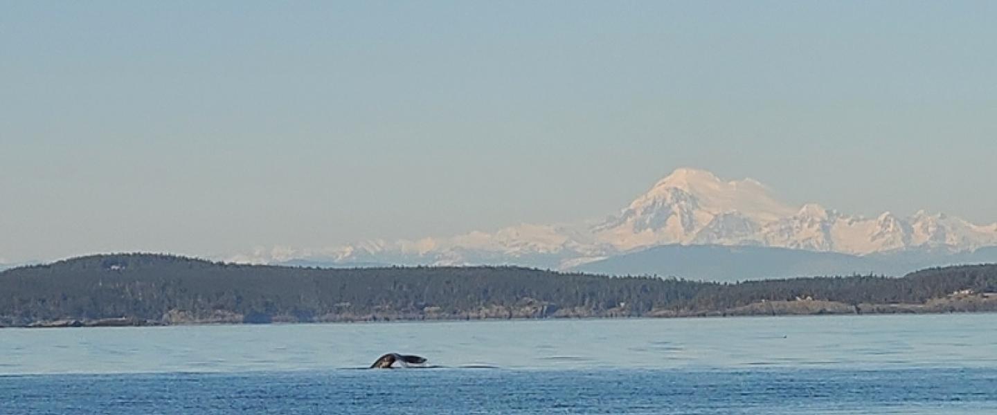 Gray Whale and Koma Kulshan (Mount Baker) Gray Whale near Cattle Point
