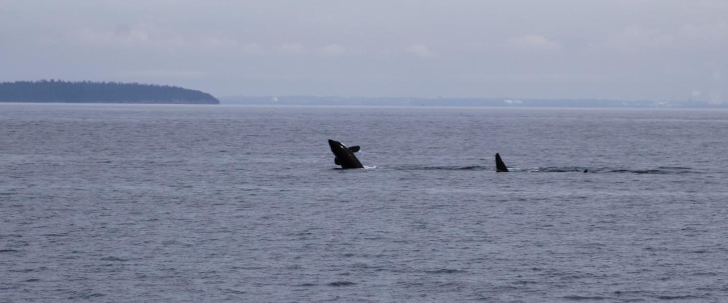 T49A4 copies their family members by breaching in Boundary Pass young Bigg's Orca breaches