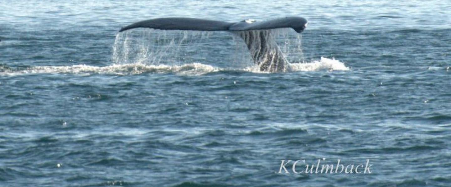 Milling Humpback Whale Humpback Whale in Haro Strait