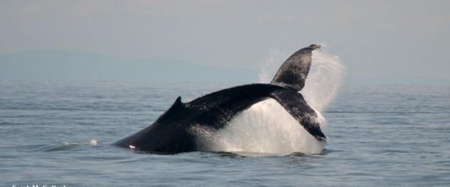 Humpback Whale in Strait of Georgia Humpback Whale in Salish Sea