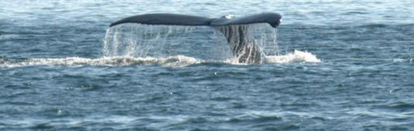 Humpback Whale in the Strait of Georgia